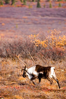 Denali, "Denali National Park",Alaska,McKinley,caribou,bull,wildlife,Alaska,photography,stadsklev,fall,season,colors,male,rack