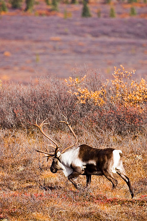 Denali, "Denali National Park",Alaska,McKinley,caribou,bull,wildlife,Alaska,photography,stadsklev,fall,season,colors,male,rack