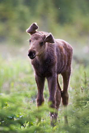 calf,moose,Alaska,closeup,wildlife,photography,stadsklev,curious