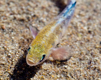 pupfish,"pup fish", endangered,fish,"Death Valley",salt,closeup,macro,stadsklev,wildlife,photography