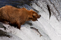 grizzly, bear, Brooks, Falls, Katmai, National, Park, salmon,Alaska,"grizzly bear","brooks camp",photography,wildlife,stadsklev
