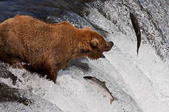 grizzly, bear, Brooks, Falls, Katmai, National, Park, salmon,Alaska,"grizzly bear","brooks camp",photography,wildlife,stadsklev