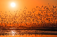 birds,shore,sun,flock,wildlife,stadsklev,photography,Oregon,