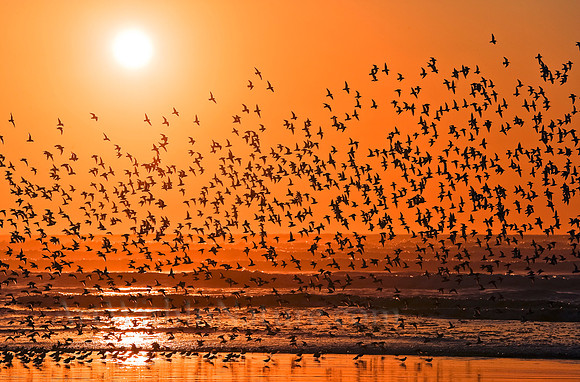 birds,shore,sun,flock,wildlife,stadsklev,photography,Oregon,