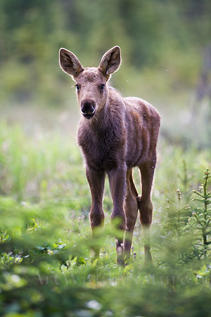 calf,moose,Alaska,closeup,wildlife,photography,stadsklev,curious
