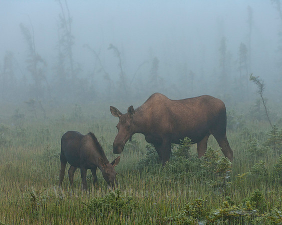 calf,moose,Alaska,closeup,wildlife,photography,stadsklev,curious,cow,fog