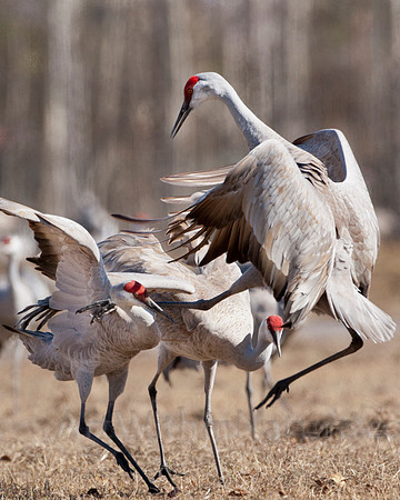 Alaska, sandhill, crane,birds, migration, wildlife,photography,stadsklev