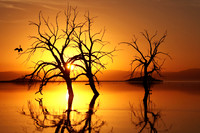 1264 Crane Sunset Salton Sea