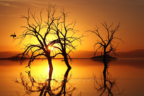 1264 Crane Sunset Salton Sea