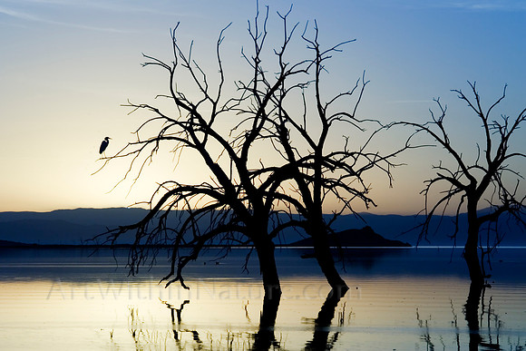 1284 Salton Sea