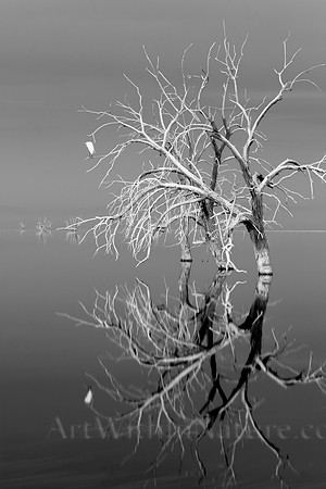2037 Salton Sea white crane