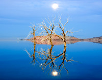 2039 Salton Sea Egret Night Roost