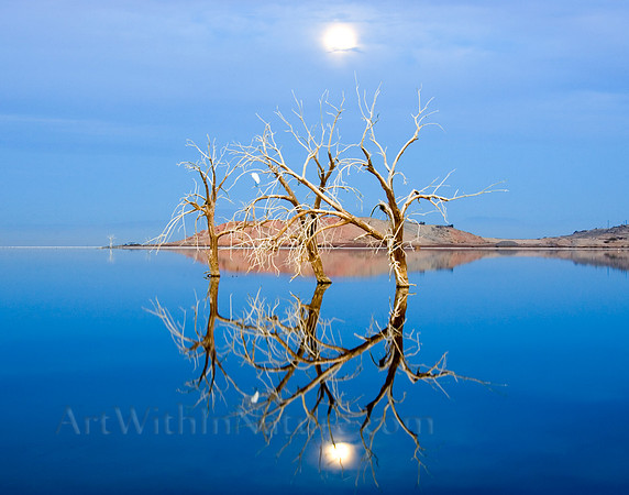 2039 Salton Sea Egret Night Roost