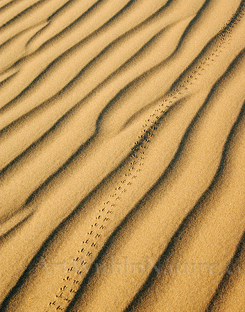 2548 Tracks in the Sand