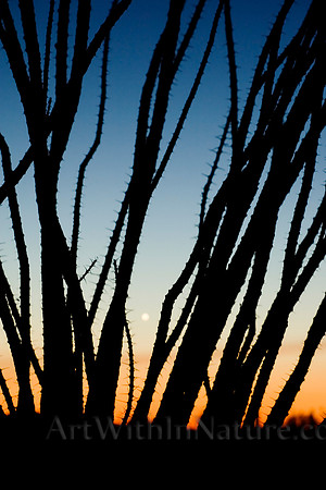 2786 Cactus bush sunrise