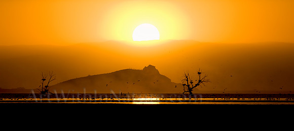 Nesting Sunset, Salton Sea