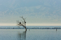 1174 Salton Sea