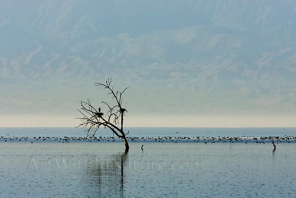 1174 Salton Sea