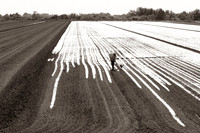 Tending to the fields.
