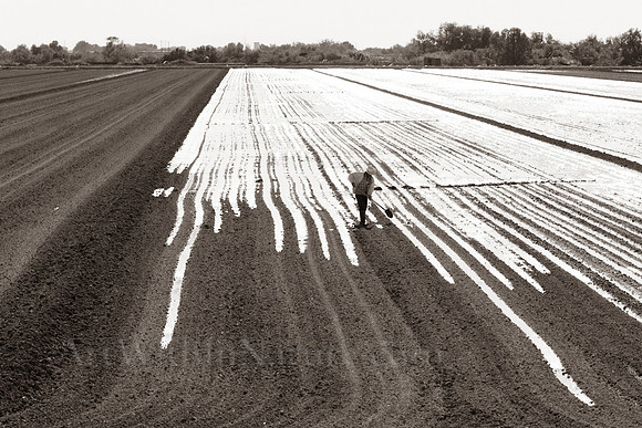 Tending to the fields.