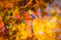 Reflections on Fall #1