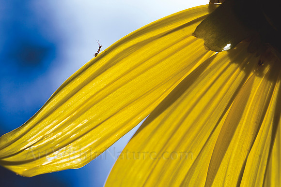 A Walk On The Sun