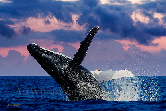 Breaching Whale 5272