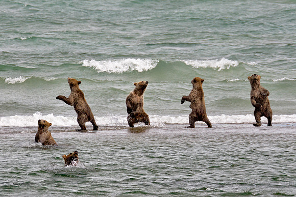 The Cubs Waltz
