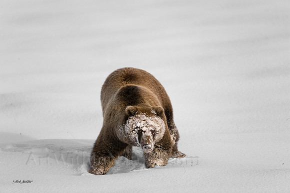 Snow Face 1542