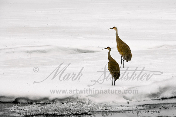 Sandhill Cranes in Alaska
