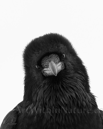 What's Up Raven 7682