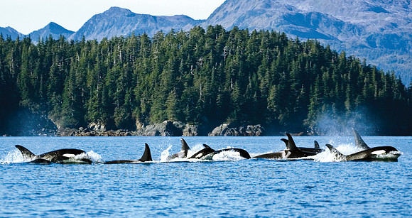 6347 Orca pod of 10