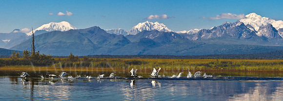 Departing Swan Lake, Denali National Park, Alaska.